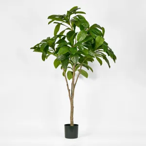 Frangipani Tree 180cm by Florabelle Living, a Plants for sale on Style Sourcebook