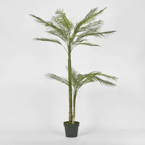 Double Stem Palm Tree 150cm by Florabelle Living, a Plants for sale on Style Sourcebook