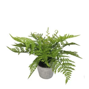 Fern in Pot 36cm by Florabelle Living, a Plants for sale on Style Sourcebook