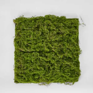 Moss Mat 40X40cm by Florabelle Living, a Plants for sale on Style Sourcebook