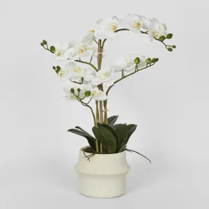 Real Touch Phalaenopsis Arrangement in Zara Pot 58cm by Florabelle Living, a Plants for sale on Style Sourcebook