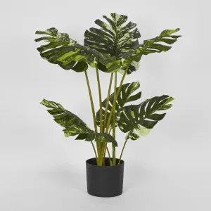 Variegated Real Touch Monstera 75cm by Florabelle Living, a Plants for sale on Style Sourcebook