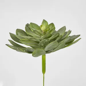 Aeonium Stem LGE by Florabelle Living, a Plants for sale on Style Sourcebook
