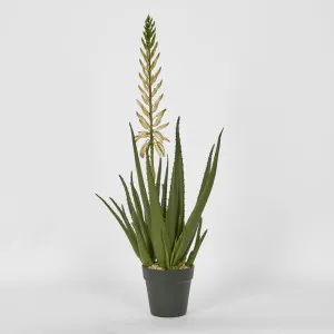 Potted Aloe Flower 75cm by Florabelle Living, a Plants for sale on Style Sourcebook