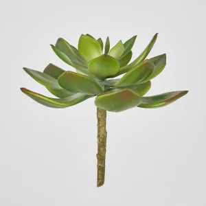 Aeonium Stem SML by Florabelle Living, a Plants for sale on Style Sourcebook