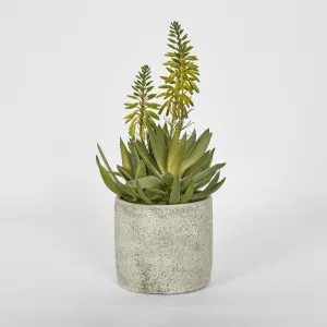 Potted Mini Aloes 42.5cm by Florabelle Living, a Plants for sale on Style Sourcebook