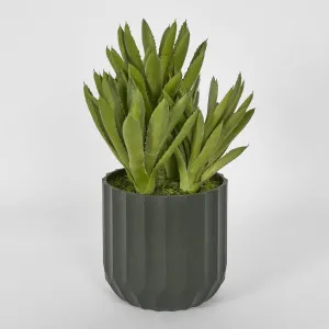 Potted Aloe Leaves Lge 37.5cm by Florabelle Living, a Plants for sale on Style Sourcebook