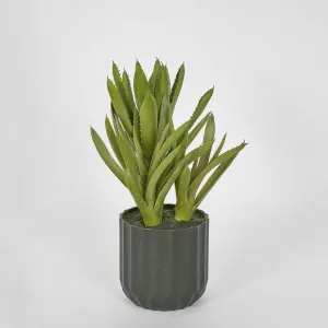 Potted Aloe Leaves Sml 30cm by Florabelle Living, a Plants for sale on Style Sourcebook