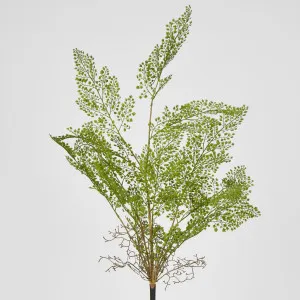 Maidenhair Fern Root Spray by Florabelle Living, a Plants for sale on Style Sourcebook