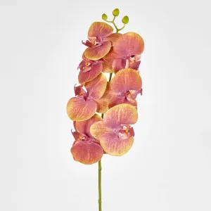 Phalaenopsis Orchid by Florabelle Living, a Plants for sale on Style Sourcebook