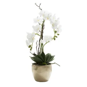 Orchid Real Touch in Ceramic Gold Pot 60cm White by Florabelle Living, a Plants for sale on Style Sourcebook