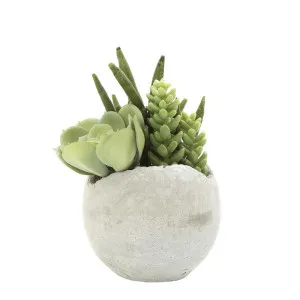 Succulent Mixed in Pot 17cm by Florabelle Living, a Plants for sale on Style Sourcebook