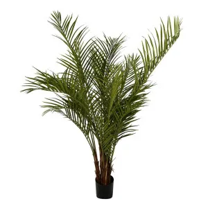 Palm Tree 2m by Florabelle Living, a Plants for sale on Style Sourcebook
