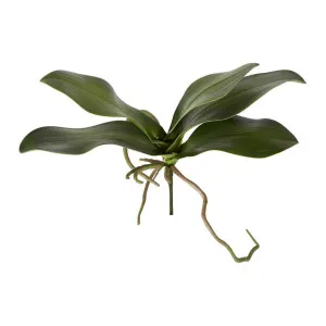 Orchid Leaf 30cm by Florabelle Living, a Plants for sale on Style Sourcebook