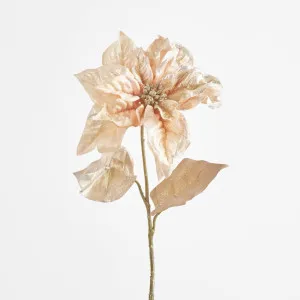 Poinsettia by Florabelle Living, a Plants for sale on Style Sourcebook
