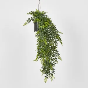Hanging Baker Fern in Pot by Florabelle Living, a Plants for sale on Style Sourcebook