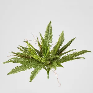Boston Fern Bush x 4 48Lvs by Florabelle Living, a Plants for sale on Style Sourcebook