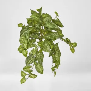 Hanging Green Syngonium Bush vine x 9 by Florabelle Living, a Plants for sale on Style Sourcebook