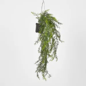 Sprengeri in Hanging Pot Asparagus Fern by Florabelle Living, a Plants for sale on Style Sourcebook