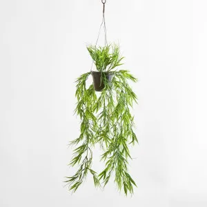 Green Bamboo in Hanging Pot by Florabelle Living, a Plants for sale on Style Sourcebook