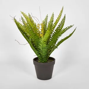 Potted Fern by Florabelle Living, a Plants for sale on Style Sourcebook