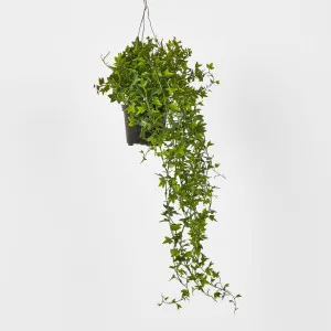 Mini Needle point Ivy in Hanging Pot by Florabelle Living, a Plants for sale on Style Sourcebook