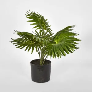 45cm Real Touch Green Fountain Palm in Pot by Florabelle Living, a Plants for sale on Style Sourcebook