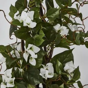 61cm Climbing White Bougainvillea in Pot by Florabelle Living, a Plants for sale on Style Sourcebook