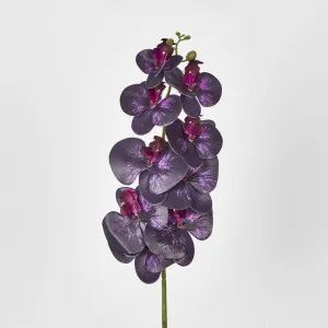 Dark Deep Purple Phalaenopsis Orchid by Florabelle Living, a Plants for sale on Style Sourcebook