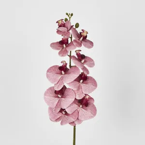 Dusty Pink Phalaenopsis Orchid by Florabelle Living, a Plants for sale on Style Sourcebook