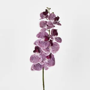 Purple Phalaenopsis Orchid by Florabelle Living, a Plants for sale on Style Sourcebook