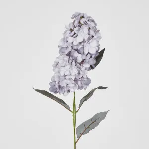 Lavender Cone Hydrangea x 2 by Florabelle Living, a Plants for sale on Style Sourcebook
