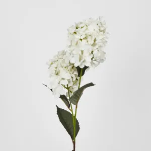 White Cone Hydrangea 60cm by Florabelle Living, a Plants for sale on Style Sourcebook