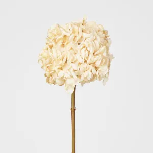 Dried Cream Hydrangea by Florabelle Living, a Plants for sale on Style Sourcebook