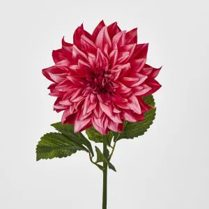 Dahlia Hot Pink by Florabelle Living, a Plants for sale on Style Sourcebook