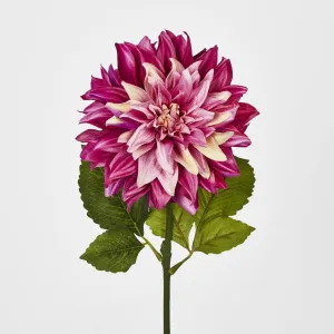 Magenta Pink Dahlia by Florabelle Living, a Plants for sale on Style Sourcebook