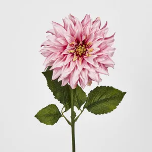 Pink Dahlia by Florabelle Living, a Plants for sale on Style Sourcebook