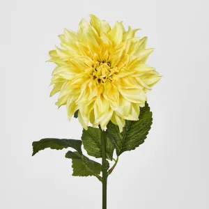 Yellow Dahlia by Florabelle Living, a Plants for sale on Style Sourcebook