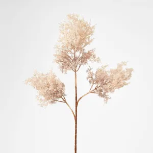 Light Brown Pampas Spray x 3 by Florabelle Living, a Plants for sale on Style Sourcebook