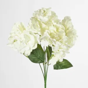 White Hydrangea Bush x 5 by Florabelle Living, a Plants for sale on Style Sourcebook