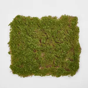 Moss Mat 50*50cm by Florabelle Living, a Plants for sale on Style Sourcebook
