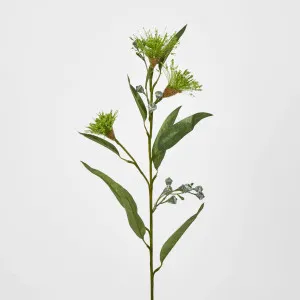 Green Flowering Gum by Florabelle Living, a Plants for sale on Style Sourcebook