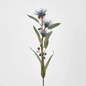 Purple Flowering Gum by Florabelle Living, a Plants for sale on Style Sourcebook