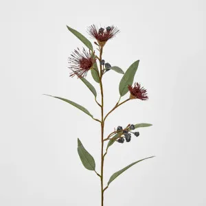 Red Flowering Gum by Florabelle Living, a Plants for sale on Style Sourcebook