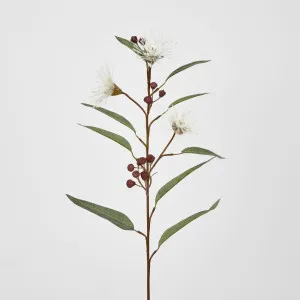 White Flowering Gum by Florabelle Living, a Plants for sale on Style Sourcebook