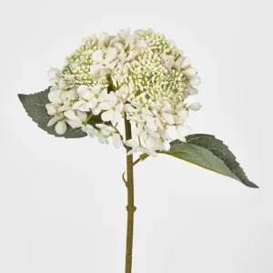 White Short Stem Hydrangea by Florabelle Living, a Plants for sale on Style Sourcebook