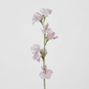 Light Pink Sweetpea by Florabelle Living, a Plants for sale on Style Sourcebook