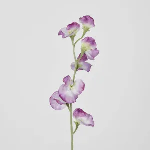 Pink Sweetpea by Florabelle Living, a Plants for sale on Style Sourcebook