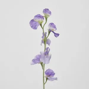 Purple Sweetpea by Florabelle Living, a Plants for sale on Style Sourcebook