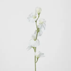 White Sweetpea by Florabelle Living, a Plants for sale on Style Sourcebook